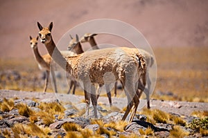 Vicunas, wild camelids in South America photo