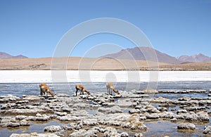 Vicunas or wild lamas in Atacama Desert, America photo