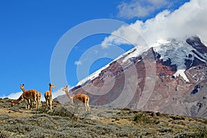 Vicunas, wild relatives of llamas, grazing at Chimborazo volcano high planes, Ecuador