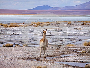 VicuÃÂ±a on altiplano photo