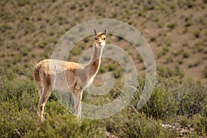 VicuÃ±a looking at camera portrait