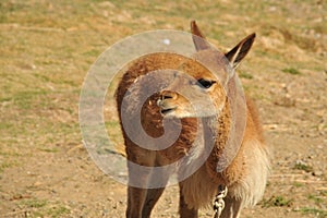 VicuÃ±a on the shores of lake Titicaca