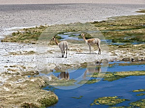 VicuÃ±as and alpacas graze in the Atacama