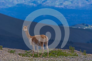 VicuÃ±as of Chimborazo national park in Ecuador