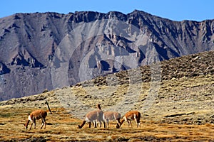 VicuÃ±as grazing in Chile