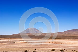 VicuÃ±as under Misti volcano