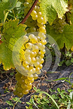 Vidal White Wine Grapes Hanging on the Vine on Ile d\'Orleans in Quebec Canada