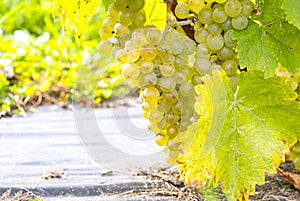 Vidal White Wine Grapes Hanging on the Vine on Ile d\'Orleans in Quebec Canada