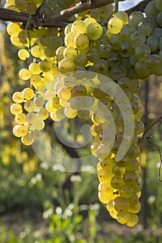 Vidal White Wine Grapes Hanging on the Vine in Late Fall #3