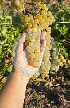 Vidal White Wine Grapes Hanging on the Vine in Late Fall #4