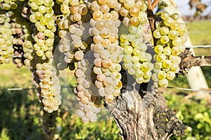 Vidal White Wine Grapes Hanging on the Vine in Late Fall #4