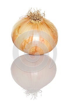 Vidalia Onion