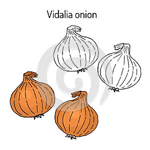 Vidalia onion, the official state vegetable of Georgia photo