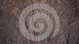 Vide pee in thicket.