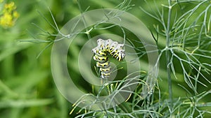 Video 30 seconds of a Black Swallowtail Caterpillar Eating the Dill Plant on which it Hatched