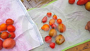 video in 4k format, Harvesting tomatoes. Women's hands sort the harvest of tomatoes and put them on a linen towel, in