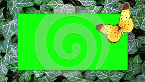 Video Animation: Green Ivy Border with Butterfly Animation