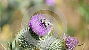 Video of an Ashy mining bee cleaning itself.