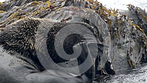 Video with background noise about attack of fur seal.