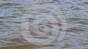 Video background of waves on the pond water surface