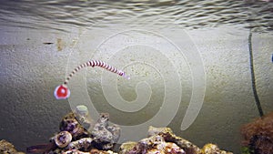 Video of Banded Pipefish - Doryrhamphus dactylophorus