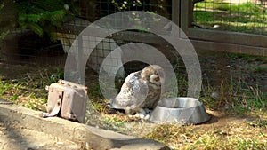 In this video, a beautiful owl is standing inside its enclosure at the zoo, in front of a water dispenser