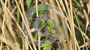 Video of a blue butterfly resting on a grass stalk.