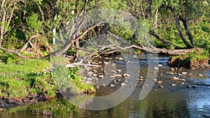 Video of Charysh river in the upper reaches in Altai mountains