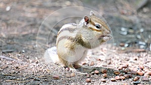 Video of chipmunk eats pine nuts from the hand