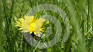 A video clip of a dandelions flower taraxacum officinale