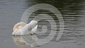 Video clip of a male mute swan