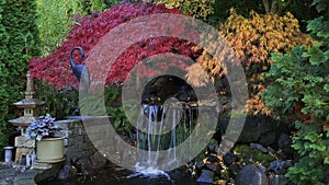 Video of colorful laced maple trees over water feature in garden fall season HD