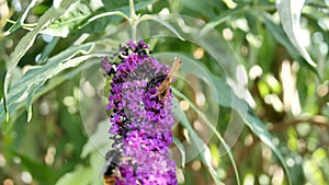 Video of a Comma butterfly feeding on a buddleia plant