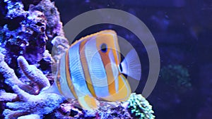 Video Copperband Butterflyfish - Chelmon rostratus