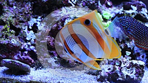 Video Copperband Butterflyfish - Chelmon rostratus