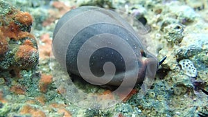 Video of Cypraea lurida sea snail - Luria lurida