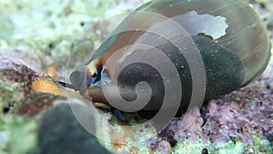 Video of Cypraea lurida sea snail - Luria lurida