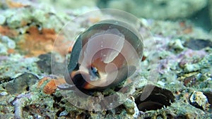 Video of Cypraea lurida sea snail - Luria lurida