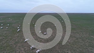 Video from the drone. Saigas run across the steppe.