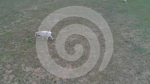 Video from the drone. Saigas run across the steppe.