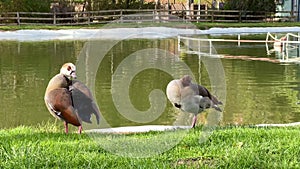 Video of the Egyptian goose. It is a member of the duck, goose, and swan family Anatidae.