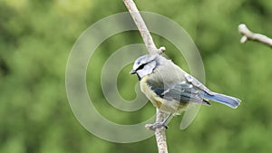 Video of a European blue tit sitting on a branch