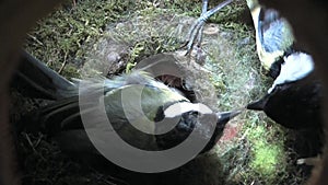 Video of a female great tit being fed inside a nesting box while she tends her eggs