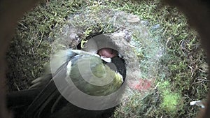 Video of a female great tit tending to a tiny chick inside a nest box