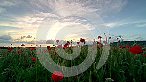 Video with a field of poppies at sunset