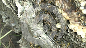 Video of a flesh fly on a large wasp nest with larvae