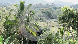 Video footage of beautiful sunny view to rice fields, palm trees, papaya tree, tropical nature in Sidemen