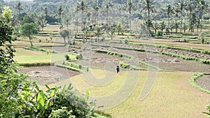 Video footage of beautiful sunny view to rice fields, palm trees, papaya tree, tropical nature in Sidemen