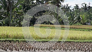 Video footage of beautiful sunny view to rice fields, palm trees, papaya tree, tropical nature in Sidemen