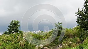 Video footage of beautiful white wild sugarcane Kash or Kans grass in India West Bengal before the Durga puja festival